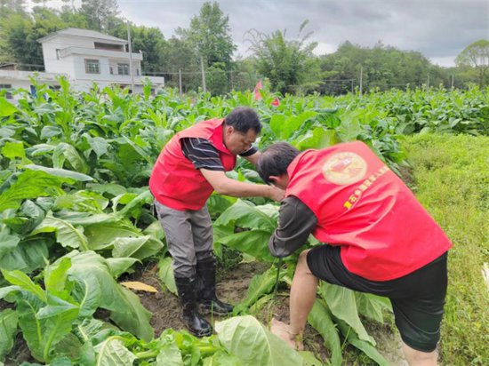 安远县重石乡迅速开展烟叶生产抗灾救灾工作