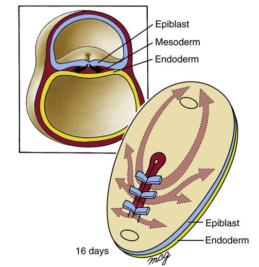 <em>科学</em>家首次揭示人类胚胎尾端组织中心调控原肠运动