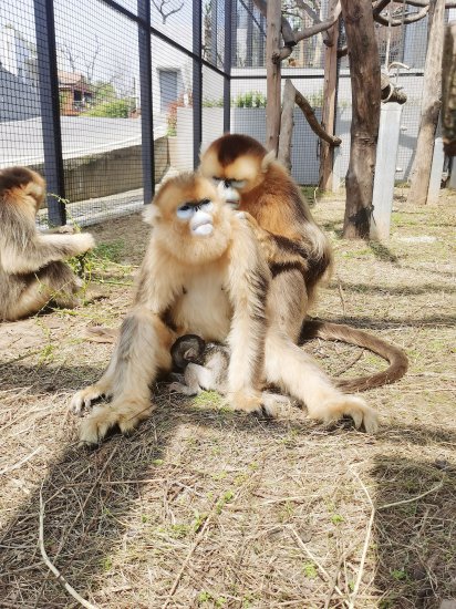 30年首次！武汉动物园成功繁育2只川金丝猴