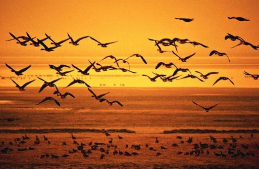 “湿”意盎然的生态答卷丨万鸟翔集升金湖