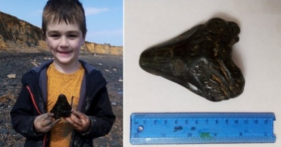 男孩在英国海滩发现巨齿鲨牙齿 距今已有300万年历史