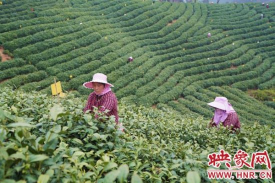 信阳浉河区多举措助力春茶生产
