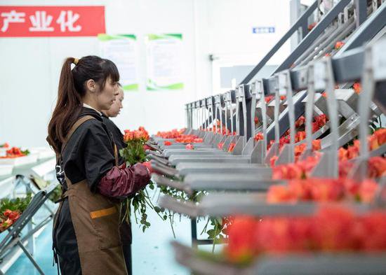 乡村振兴丨云南姚安：鲜花朵朵绽放 产业步步发展