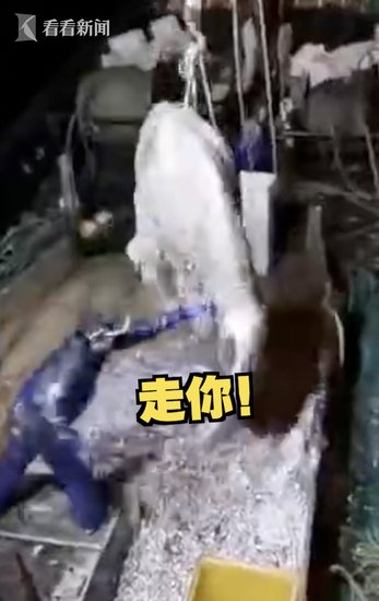 视频｜渔民捕获3米长“怪鱼”后忙放生：名字不吉利！