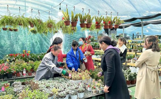 开封杞县：阳春三月春意浓 花卉市场人气旺