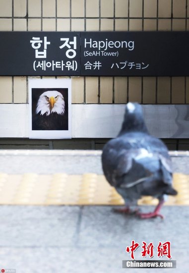 韩国首尔地铁站张贴老鹰照片“吓唬”<em>鸽子</em>