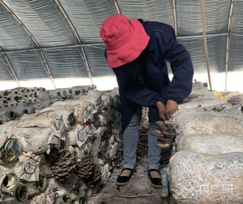 青海省食用菌年产量突破7200吨 香菇羊肚菌远销北上广深
