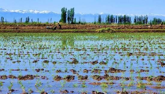 新疆察布查尔县：“稻米之乡”水稻插秧忙