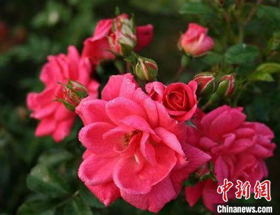 <em>江浙沪</em>企业和机构在沪集中展示全国首发花卉新品种