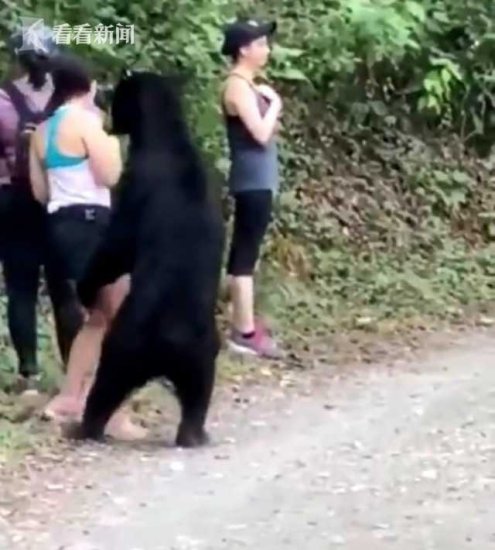 女子徒步游碰到<em>黑熊 和</em>其亲密接触还拍下合照