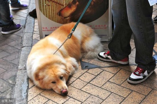 日本<em>宠物领养</em>，也许是全世界要求最严格的国家