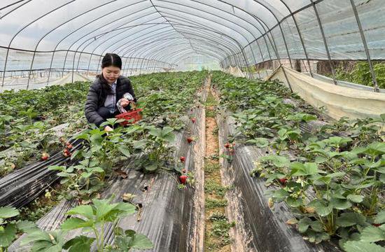 湘潭<em>农商银行</em>：金融活水浇灌“莓”好未来