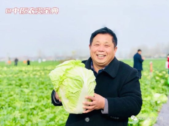 一棵白菜的“逆袭之路”，科技助力带动白菜“绿色经济”！