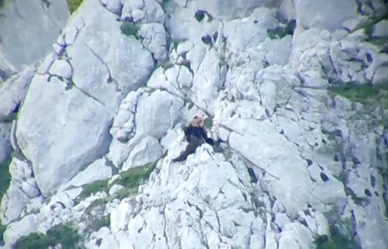 西班牙一头<em>母</em>熊为保护幼崽与公熊搏斗，双双滚下山坡后公熊死亡