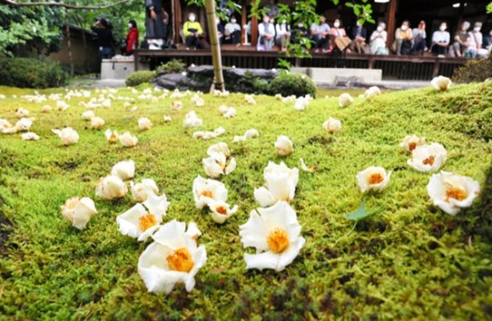 短暂而美丽！“<em>无常</em>”的象征娑罗花在京都东林院开放