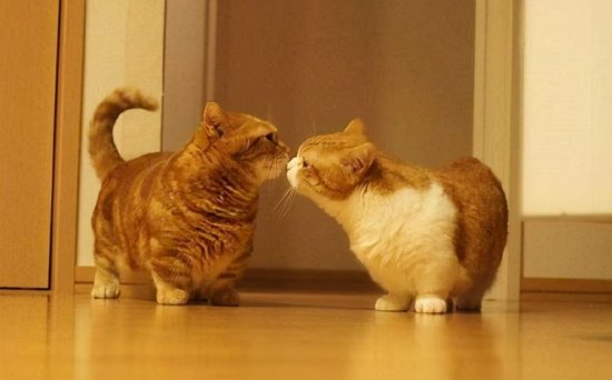 猫中柯基“矮脚猫”，<em>可爱</em>爆棚了！你了解它多少？