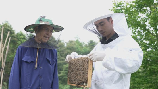 怀化市鹤城区：发展养蜂产业 助力乡村振兴