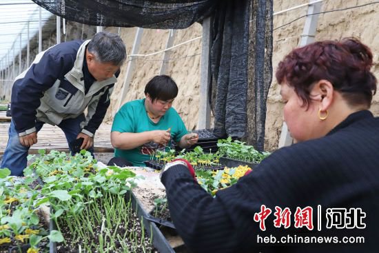 河北涿州：科技助力打造区域育苗中心