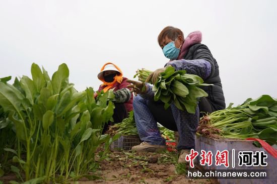 河北廊坊：青菜喜丰收 农户忙增收