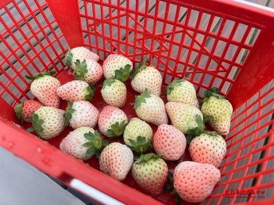 湖北枝江：空中草莓带来“莓”好生活