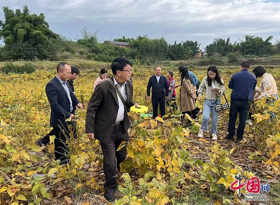 自贡市荣县种植22万亩大豆预计收获大豆3万吨