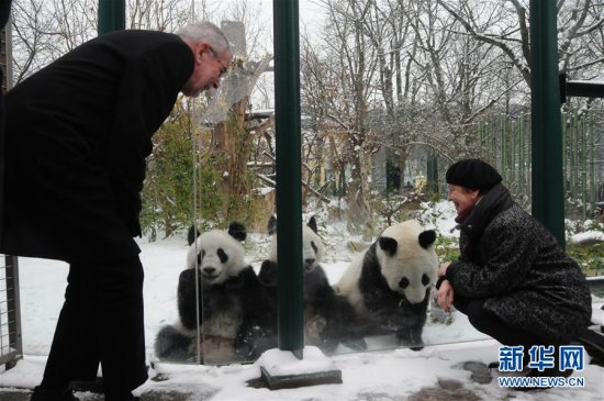 奥地利出生的大熊猫<em>龙凤胎</em>即将返回中国