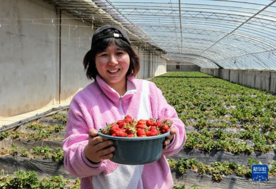 海拔4300米的<em>草莓</em>是什么“味道”？记者带你到“世界屋脊的屋脊...