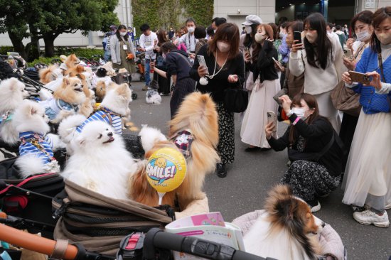 东京举行国际宠物<em>用品</em>博览会