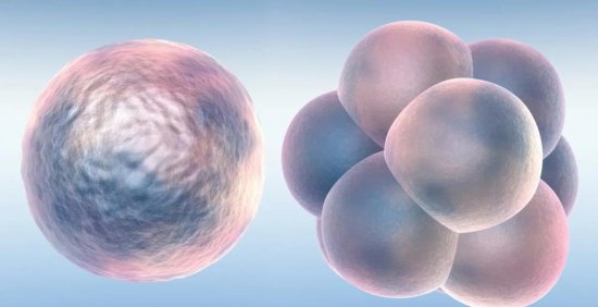怎么知道自己的<em>胚胎</em>质量是好还是不好？