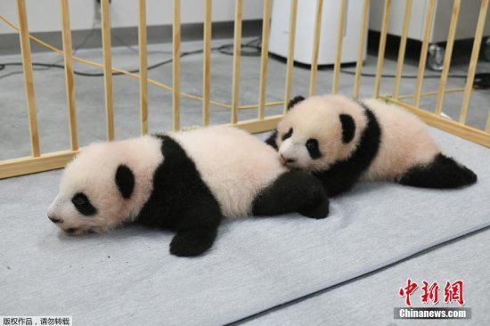 日本动物园公布<em>双胞胎</em>大熊猫<em>宝宝姓名</em> 分别为晓晓和蕾蕾