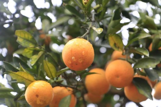 麻阳冰糖橙，苗疆<em>长寿果</em>｜长在树上的“冰糖包”！