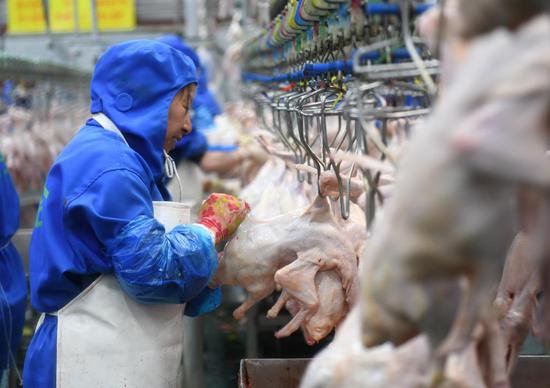 内蒙古喀喇沁旗：小肉鸭“孵”出助农增收大产业