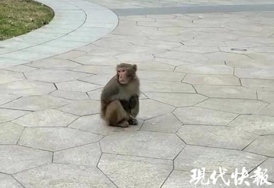 到此一游！窗外飞雪，南京居民家里惊现觅食<em>的小猴子</em>