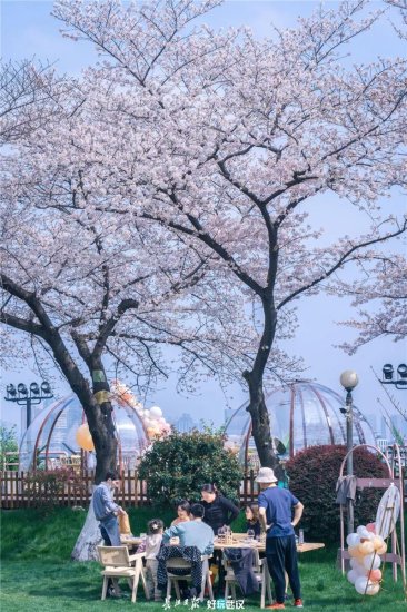 华春莹社交账号向海外推介武汉樱花，用了这4张照片……