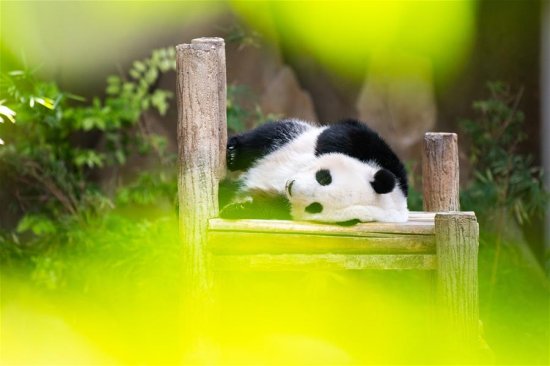 马来西亚为在<em>马出生</em>的大熊猫“谊谊”庆生