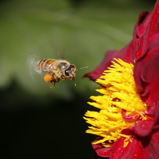 蜜蜂如何<em>劳动分工</em>？研究揭示神经肽调控机制