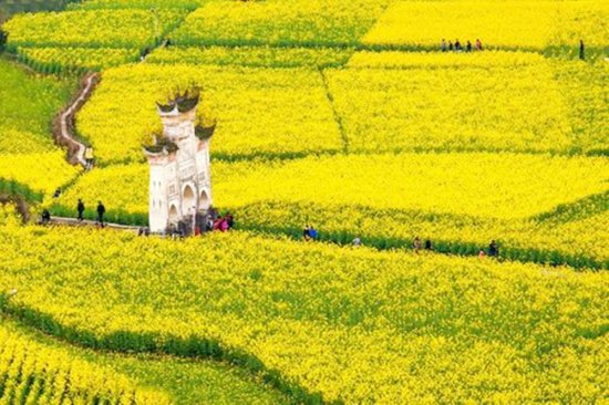 贵州一座三面环水的古寨，拥有万亩油菜花田，免费对外开放