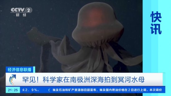 罕见！<em>巨型水母现身南极洲深海</em>，冥河水母至今只被遇到过100...