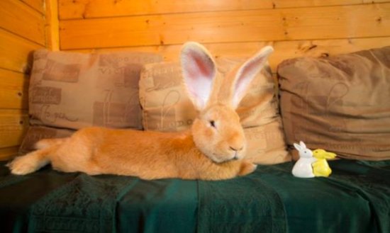 兔兔只因长大大只就被弃养，认养信息让全球网友轰：有眼...