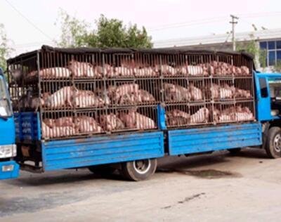 阳曲县哪里有供应苏太母猪苗的养猪场