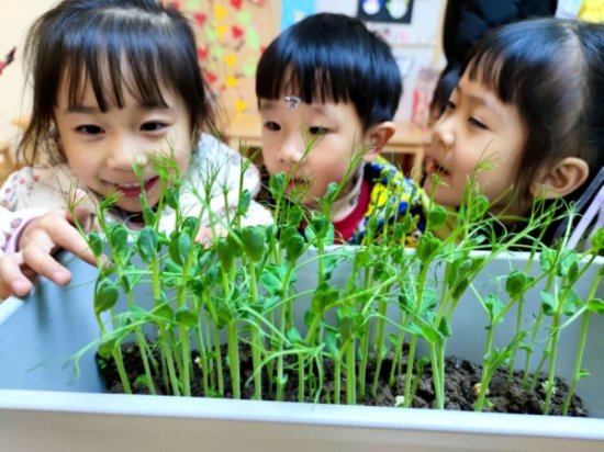绵阳市安州区文星阁实验幼儿园策划<em>豌豆</em>种植活动