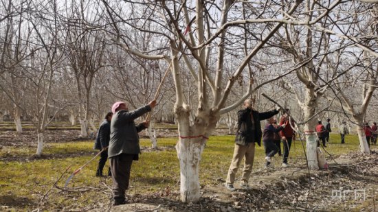 乡村振兴看新疆丨果树管理正当时 提质增效促增收