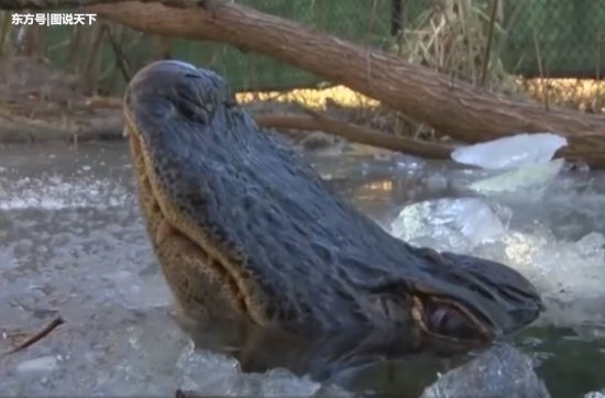 <em>世界上</em>最悲剧的鳄鱼，被冻结在湖水中，只能露出鼻子呼吸！