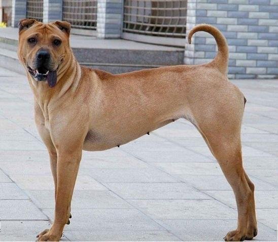 中国“猛犬”排行榜：这几种狗都威武帅气，完全不输外国犬种