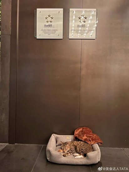 流浪猫被五星级<em>酒店</em>收留，吃米其林员工餐，有专属床位……杭州...