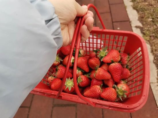冬游广元 | 想摘<em>冬天</em>的第一颗<em>草莓</em>？马上安排→