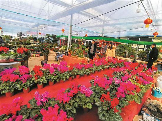 忻州花卉市场春意浓