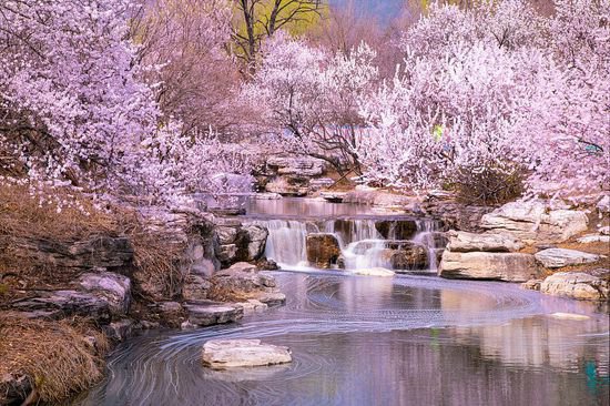 北京<em>国家植物园</em>粉红樱花缀满枝头