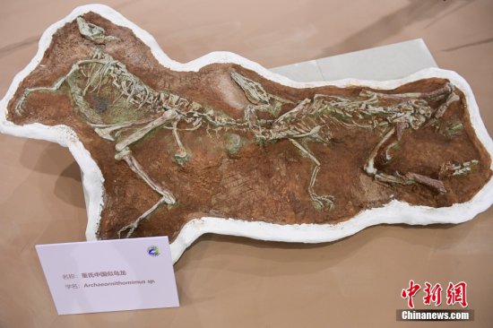 “龙行戈壁——内蒙古<em>白垩纪</em>恐龙展”在北京自然博物馆开展