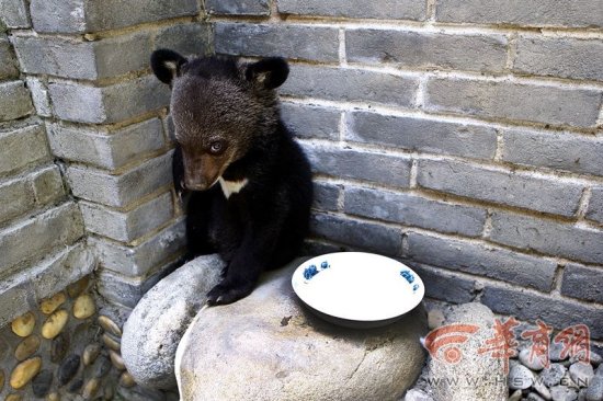 <em>西安</em>村民山中捡到“熊孩子” 会喝奶爱爬树